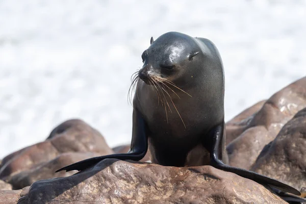 Cape Fur Seals Arctocephalus Pusillus Het Strand Van Cape Cross — Stockfoto