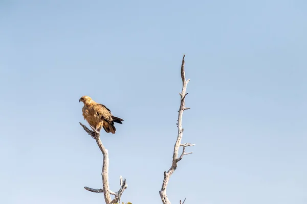 纳米比亚埃托沙国家公园树梢上一只金丝雀 阿奎拉 拉帕克斯的特写 — 图库照片
