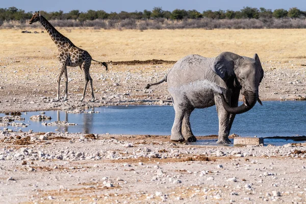 在纳米比亚埃托沙国家公园的一个水坑附近散步的一只非洲大象 Loxodonta Africana 一只安哥拉长颈鹿 长颈鹿 — 图库照片
