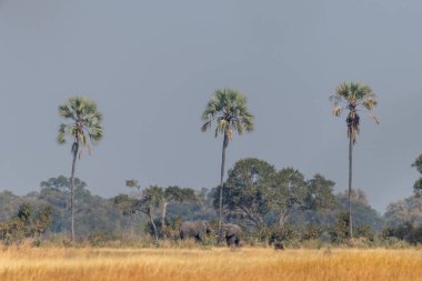 Botsvana 'daki Okavango Deltası' nda bir palmiye ağacının yanında duran iki dev Afrika fili Loxodonta Afrikana 'nın telefondaki görüntüsü.