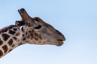 Telephoto shot of an Angolean Giraffe in Etosha Naitonal Park, Namibia.