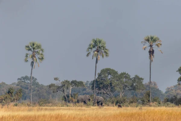 ボツワナのオカバンゴデルタのヤシの木の隣に立っている2つの巨大なアフリカゾウの写真 — ストック写真