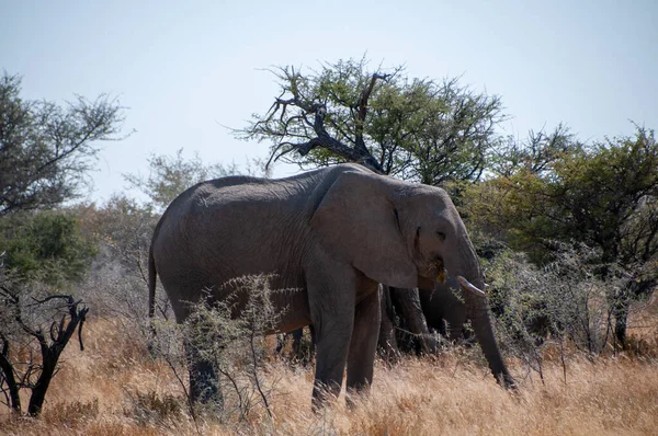 Telefoto Elefante Africano Gigante Loxodonta Africana Pastando Las Llanuras Del —  Fotos de Stock