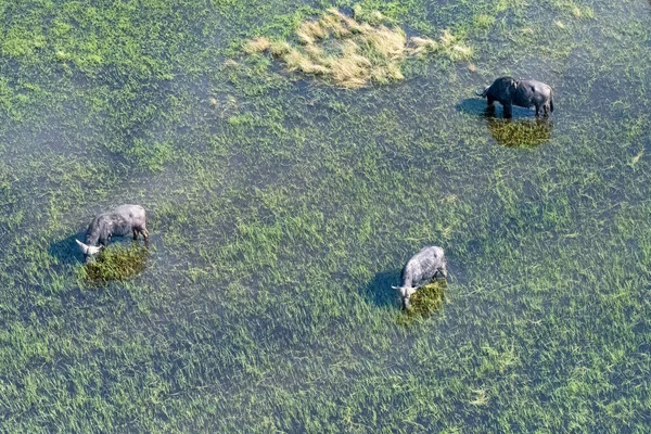 Arial Telephoto Shot African Buffalo Syncerus Caffer Grazing Okavango Delta — Stock Photo, Image