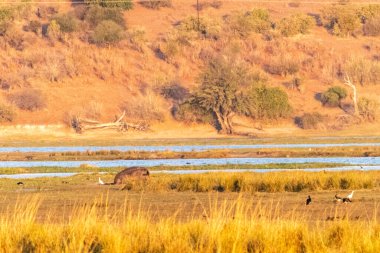 Chobe nehrinin kıyısında otlayan bir su aygırı, su aygırı amfibisinin, Chobe Ulusal Parkı, Botsvana 'nın telefon çekimleri..