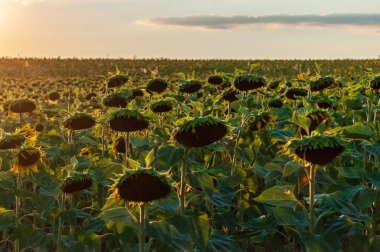 Exterior shot of a field of sunflowers in the french provence, on a beautiful summer evening, around sunset.