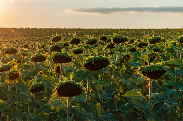 Exterior Shot Field Sunflowers French Provence Beautiful Summer Evening Sunset — Stockfoto
