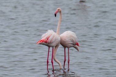 Büyük Flamingolar - Phoenicopterus gülü - Walvis Körfezi kıyıları boyunca, Namibya.