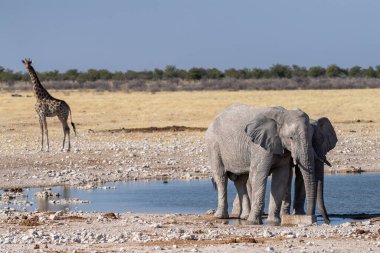 İki dev Afrika filinin, Loxodonta Africana 'nın, bir Angolean zürafasının, zürafa angolarının, Etosha Ulusal Parkı, Namibya' daki bir su birikintisinde yürüdüğünü gösteren bir telefon görüntüsü..