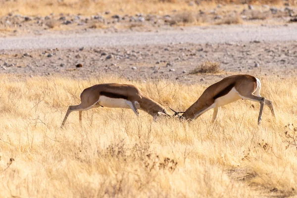 Telephoto Shot Two Impalas Aepyceros Melampus Engaging Head Head Fight — Stok fotoğraf