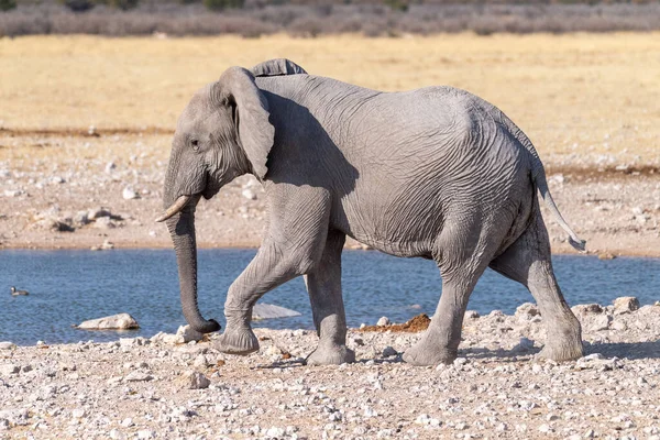 Telefoto Elefante Africano Gigante Loxodonta Africana Acercándose Pozo Agua Parque —  Fotos de Stock