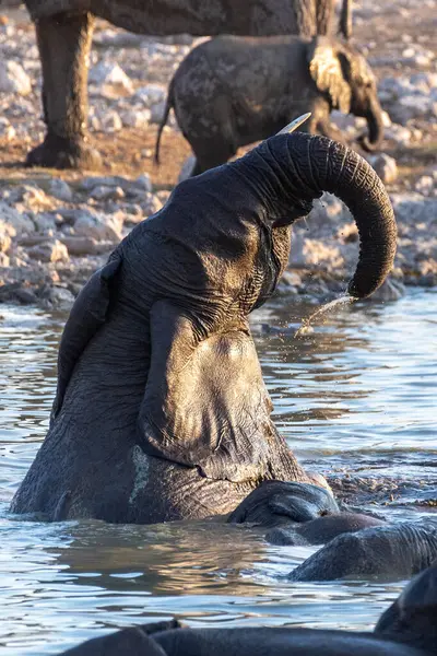Flock Elefanter Som Badar Gyllene Timmen Ett Vattenhål Etoshas Nationalpark — Stockfoto