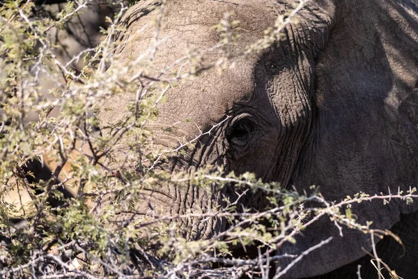 在纳米比亚的埃托沙国家公园拍下了一头非洲象 Loxodonta Africana Eating 的照片 — 图库照片
