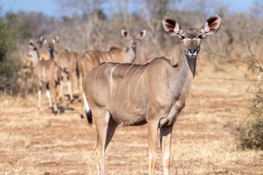 Chobe Ulusal Parkı, Botsvana 'da Kudus' lu bir kadının telefondaki görüntüsü..