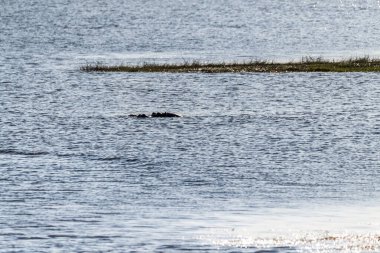 Kısmen sular altında kalmış bir su aygırı olan Hippopotamus amfibisinin Chobe Nehri 'ndeki Botswana nehrinde çekilmiş bir fotoğrafı..