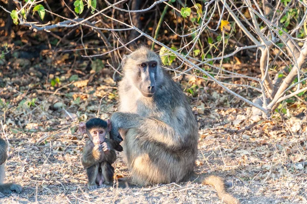 チャクマ バブーン パピオ ウルスナス 母親との赤ちゃん 長谷川国立公園 ボツワナ — ストック写真