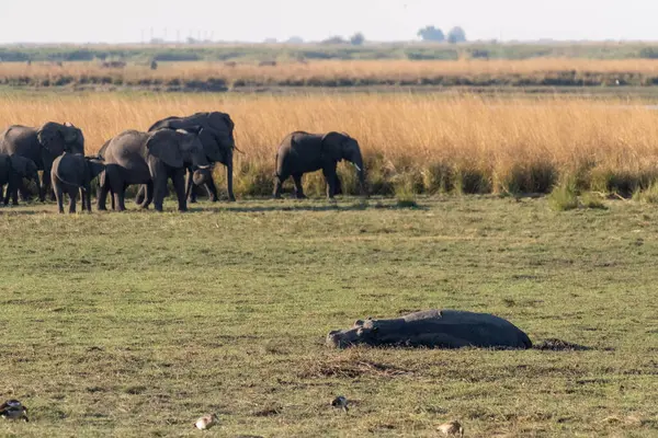 Telephoto Hippopotamus Resting Land Chobe National Park Botswana — Stock Photo, Image