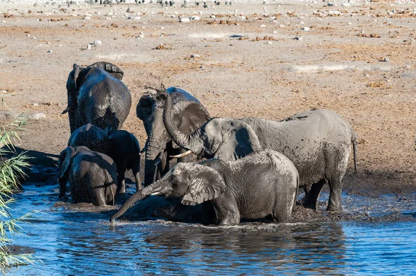 Eine Herde Afrikanischer Elefanten Loxodonta Africana Badet Einem Wasserloch Etoscha — Stockfoto
