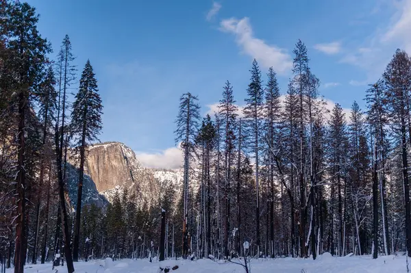 Экстерьер Покрытой Снегом Долины Национального Парка Йосемити Ярким Солнечным Зимним — стоковое фото