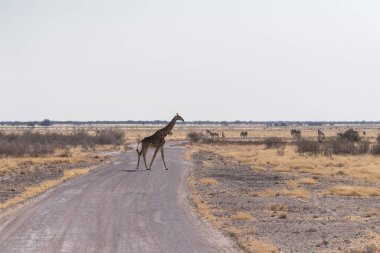 Bir Angola Zürafası - Giraffa Zürafası Angolensis Etosha Ulusal Parkı, Namibya 'da toprak bir yoldan geçiyor.