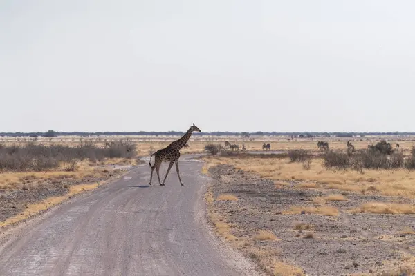 Jedna Angolská Žirafa Žirafa Angolensis Přecházející Prašnou Cestu Národním Parku — Stock fotografie