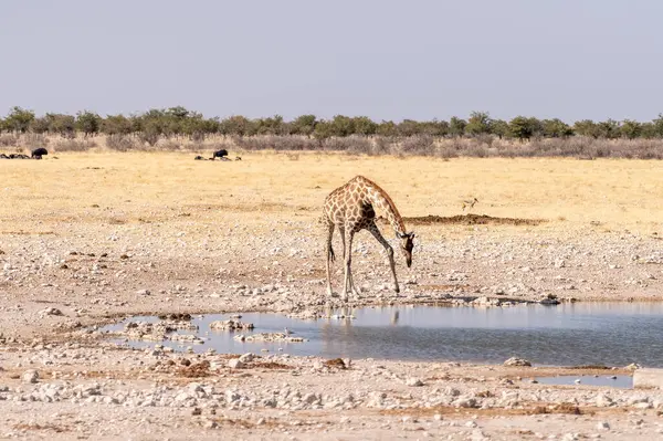 Angolan Giraffes Giraffa Giraffa Angolensis Stående Dricka Från Ett Vattenhål — Stockfoto