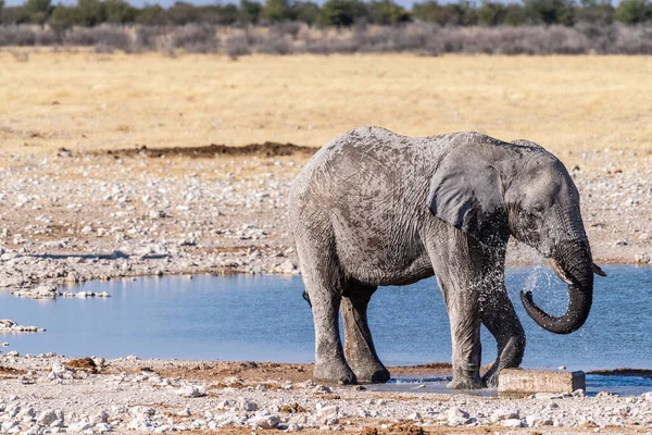 Telephoto Shot One Giant African Elephant Loxodonta Africana Driking Waterhole — Stockfoto