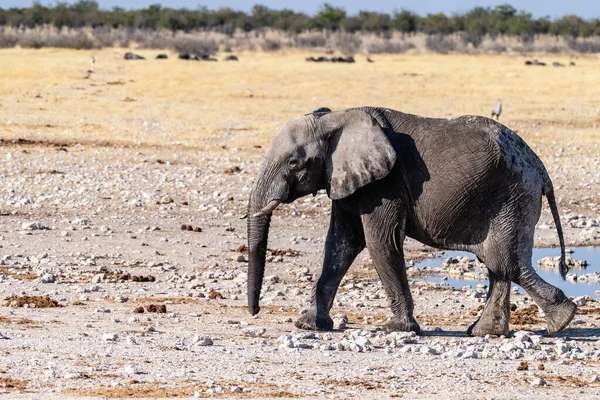在纳米比亚埃托沙国家公园留下一个水坑的两只非洲巨象 Loxodonta Africana — 图库照片