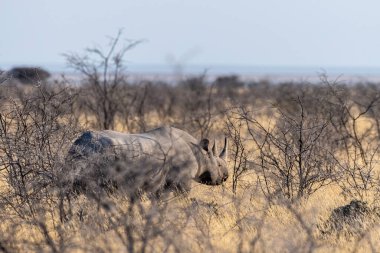 Siyah bir gergedan - Diceros bikornası - Namibya 'daki Etosha Ulusal Parkı' nın ovalarında gün batımında önlük yiyor..