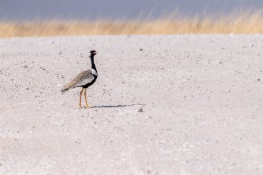 Namibya 'daki Etosha Ulusal Parkı düzlüklerinde yürüyen afrotis korkusu olan beyaz bustard' ın telefoto görüntüsü..