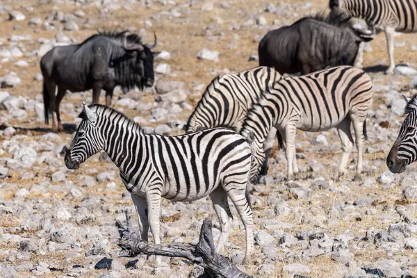 Grupo Burchells Plains Zebra Equus Quagga Burchelli Reunidos Cerca Abrevadero —  Fotos de Stock