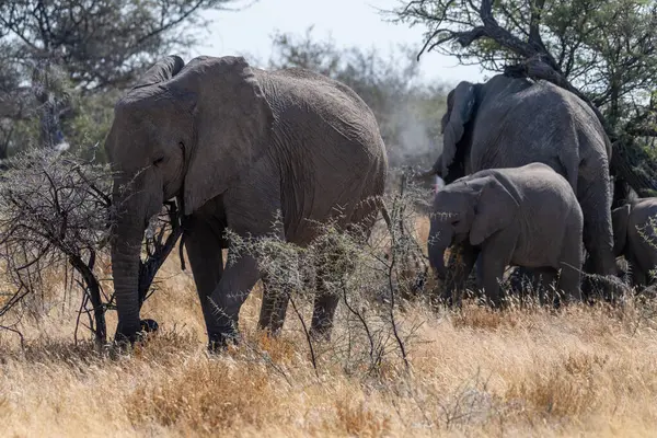 Rebanho Elefantes Africanos Loxodonta Africano Pastando Nas Planícies Parque Nacional — Fotografia de Stock
