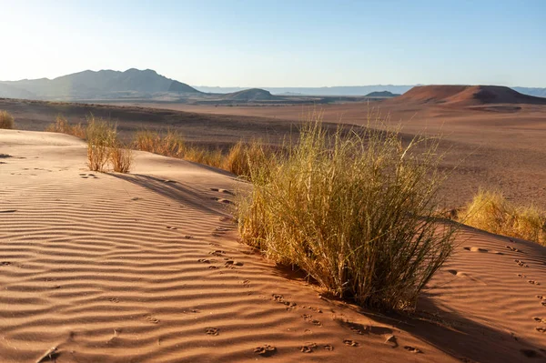 Very Early Morning Namibian Desert Cha Sunrise — Stock Photo, Image