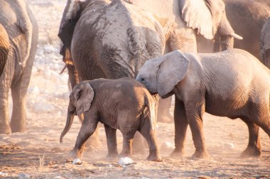 Afrika fili Loxodonta Africana sürüsünün Etosha Ulusal Parkı 'ndaki bir su birikintisinde banyo yaparken çekilmiş resmi..