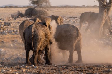 Afrika fili Loxodonta Africana sürüsünün Etosha Ulusal Parkı 'ndaki bir su birikintisinde banyo yaparken çekilmiş resmi..