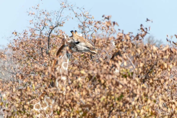 一群安哥拉长颈鹿 长颈鹿在纳米比亚埃托沙国家公园的灌木丛中吃草 — 图库照片