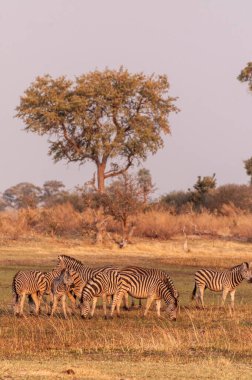 Telephoto shot of a large herd of Burchells Plains zebras, Equus quagga burchelli, running on the dry lands of the Okavango Delta, Botswana.