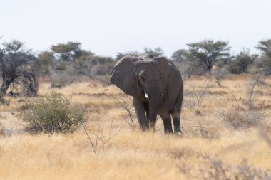 Afrika fili Loxodonta Afrika 'nın Namibya' daki Etosha Ulusal Parkı 'nın düzlüklerinde otlayan dev bir filin telefon çekimi..