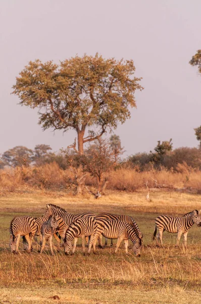 Telephoto Shot Large Herd Burchells Plains Zebras Equus Quagga Burchelli — Stock Photo, Image