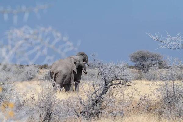 Dos Elefantes Africanos Masculinos Loxodonta Africana Desafían Mutuamente Por Una —  Fotos de Stock
