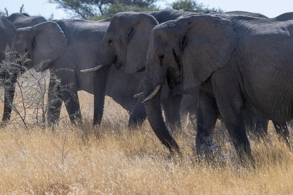 Flock Afrikanska Elefanter Loxodonta Afrikan Betar Slätterna Etosha National Park — Stockfoto