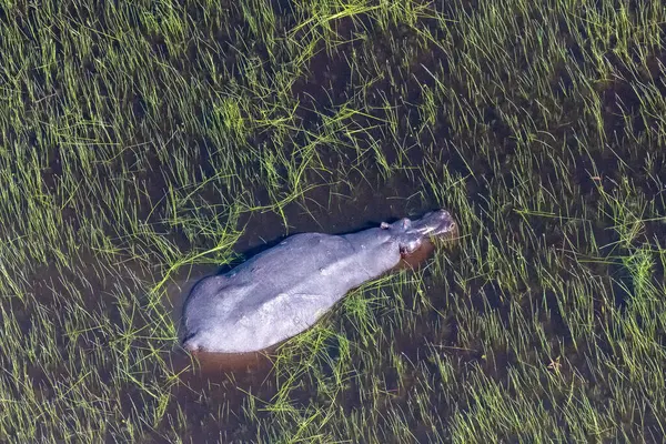 Luchtfoto Van Een Nijlpaard Dat Speciaal Ondergedompeld Okavango Delta Wetlands — Stockfoto