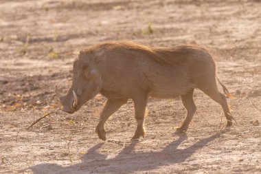 Closeup of a Common Warthog, Phacochoerus africanus, roaming around Chobe National Park, Botswana.