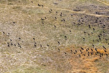 Okavango Deltası, Botsvana üzerinde uçan Afrika Açık Tasarısı Anastomus Lamelligerus 'un hava görüntüsü..