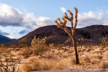 Joshua Tree Ulusal Parkı manzarası, bir kış öğleden sonra çekildi..