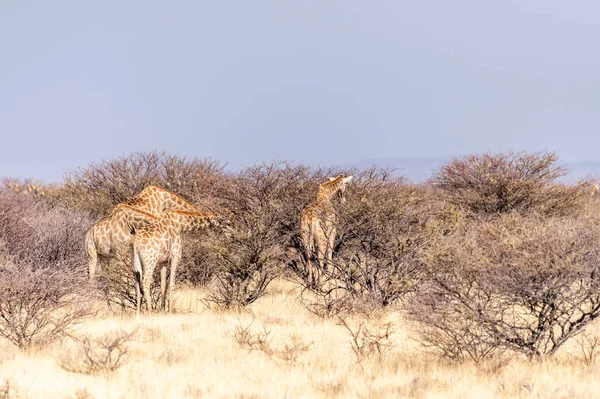 Group Angolan Giraffes Giraffa Giraffa Angolensis Standing Plains Etosha National — Stockfoto
