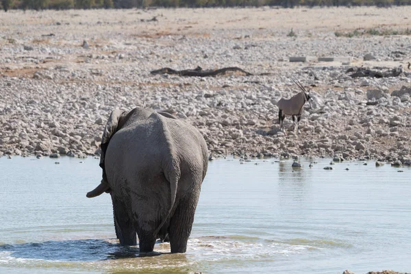 Telephoto Shot One Giant African Elephant Loxodonta Africana Drinking Waterhole — Stock Photo, Image