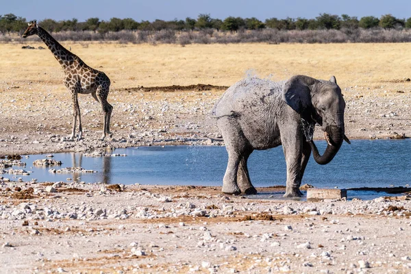 1匹の巨大なアフリカゾウのテレフォト ロクソデンタアフリカ 1匹のアンゴラキリン Giraffa Giraffa Angolensis ナミビアのエトーシャ国立公園の水飲み場近くを歩く — ストック写真