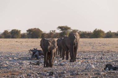 Afrika fili Loxodonta Afrikana sürüsü içmek ve banyo yapmak için Namibya 'daki Etosha Ulusal Parkı' ndaki bir su birikintisine yaklaşıyor..