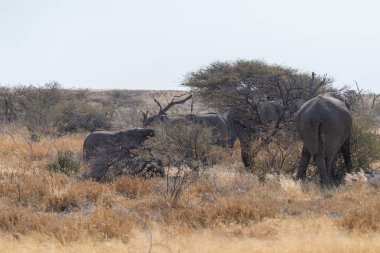 Bir Afrika fili sürüsü -Loxodonta Afrikana- Namibya 'daki Etosha Ulusal Parkı düzlüklerinde otluyor..